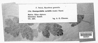 Gloeosporidiella variabilis image